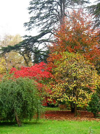 Ultimi colori dell'autunno in giardino