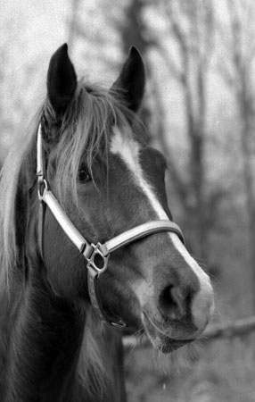 Ira, un quarter horse
