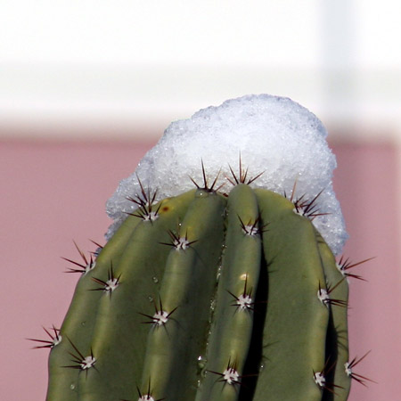 Neve sui cactus
