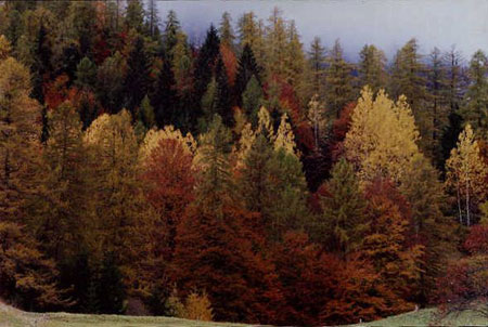 Il bosco in autunno