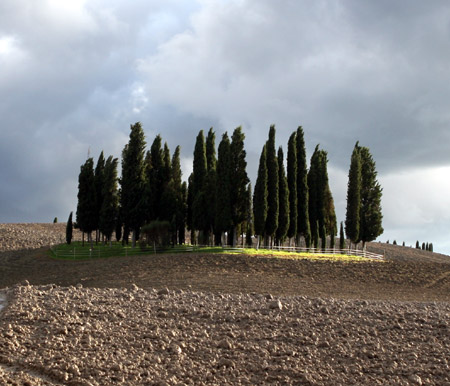 Cipressi al vento in val d'Orcia