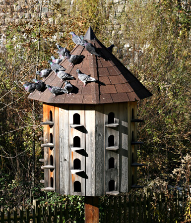 Condominio per piccioni
