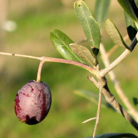 Una sola oliva
