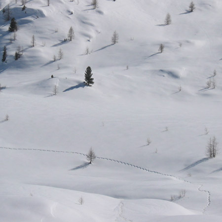 Passeggiata sulla neve