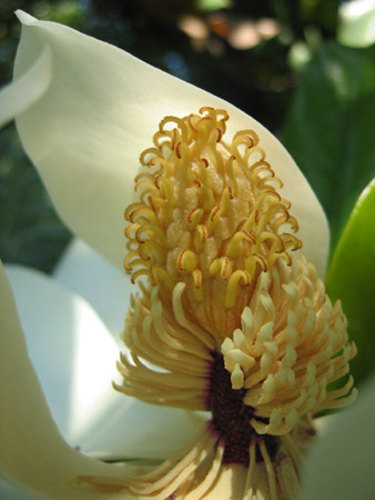 Il fiore di una magnolia