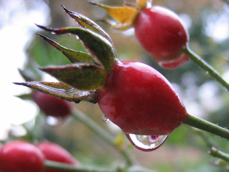 Il frutto di una rosa