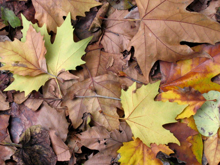 Foglie di platani cadute in autunno