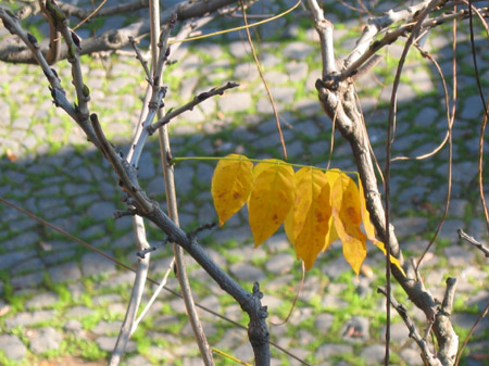 L'inverno  arrivato, le ultime foglie del glicine