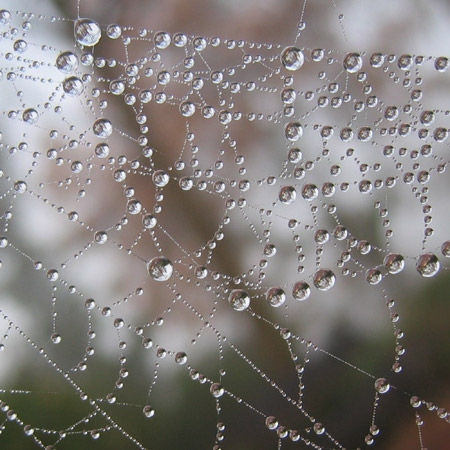 Gocce d'acqua su una ragnatela