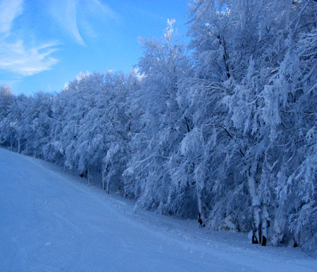 Alberi a bordo pista