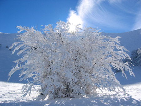 Campo Felice: albero di neve