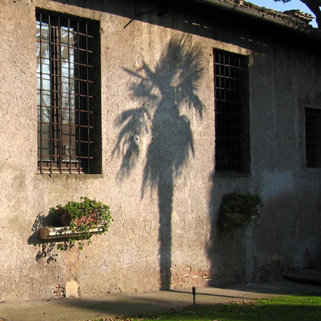 L'ombra della palma