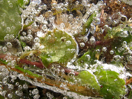 Aria e foglie imprigionate dal ghiaccio