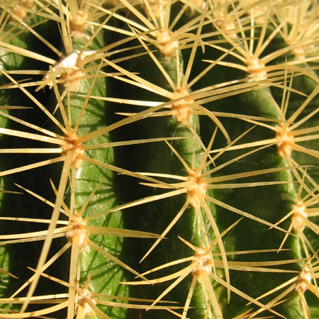 Spine di cactus