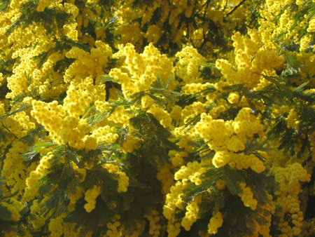 Mimosa fiorita