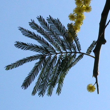 Foglie di mimosa