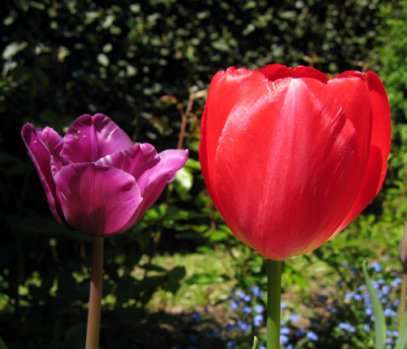 Tulipani