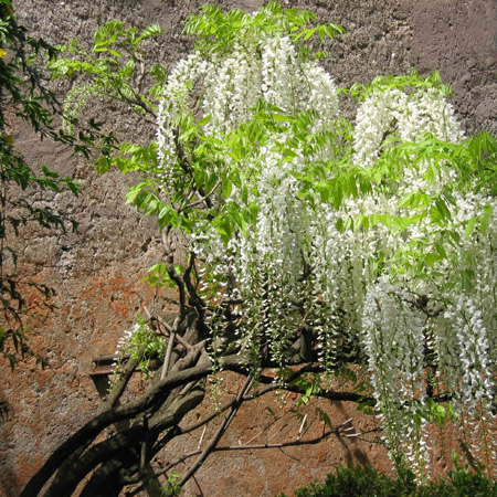 Un glicine in cascata