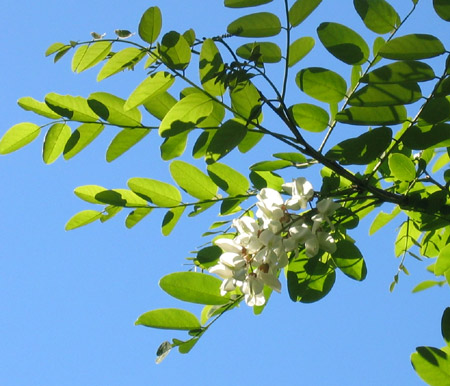 I fiori di acacia
