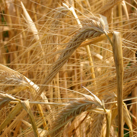 In un campo di grano