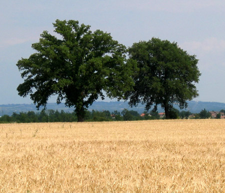 Due alberi in fondo al campo di grano
