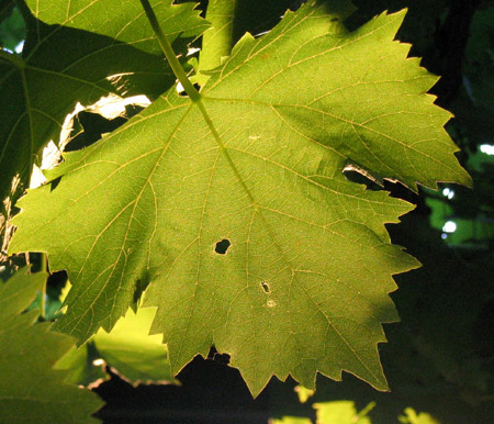 Una foglia nella vigna