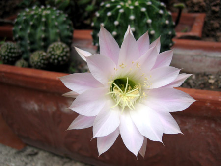 La fioritura di un cactus