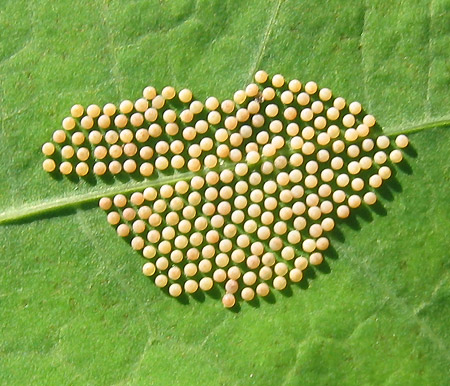Uova di insetto su una foglia