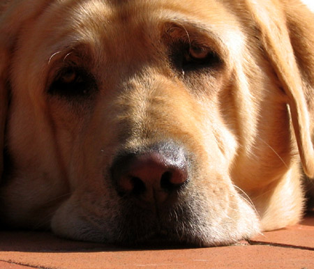 Penny, la dura vita da cani