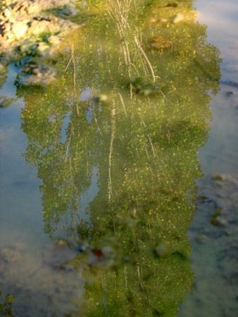 Un albero riflesso