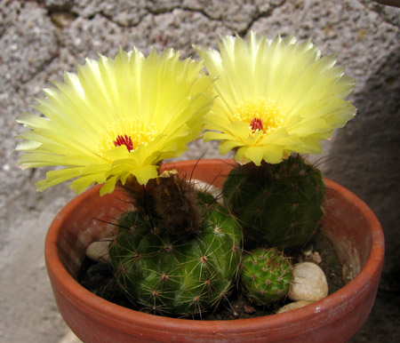 Tre cactus e due 2 fiori