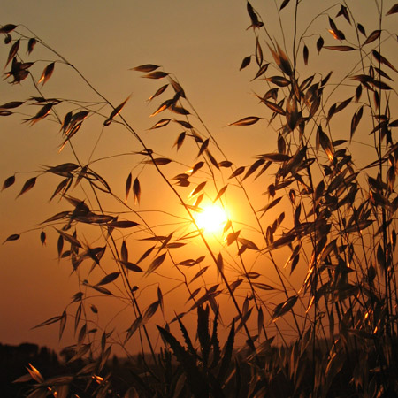 Tramonto in campagna