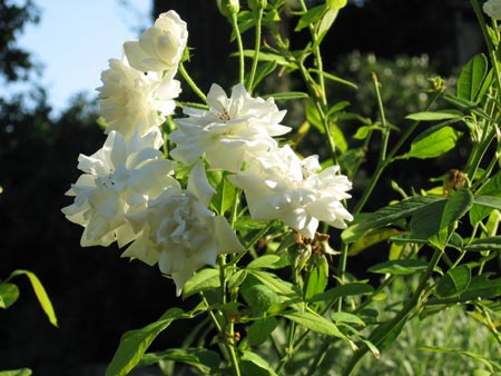 Rose in giardino