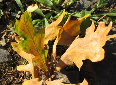 Autunno, cadono le foglie