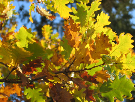 Foglie di quercia in autunno