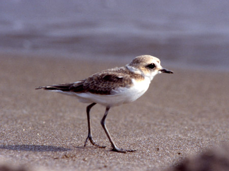 Un uccellino in spiaggia