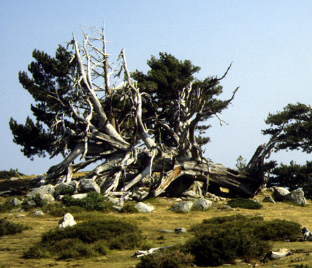 Un albero caduto