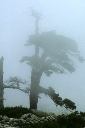 Un albero nelle nuvole