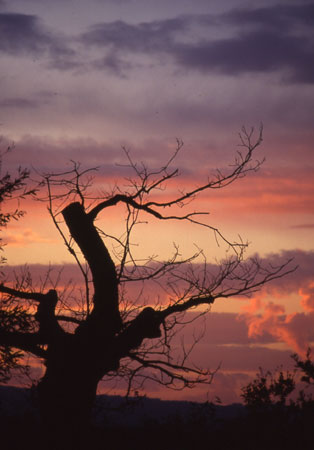 Tramonto sul castagno