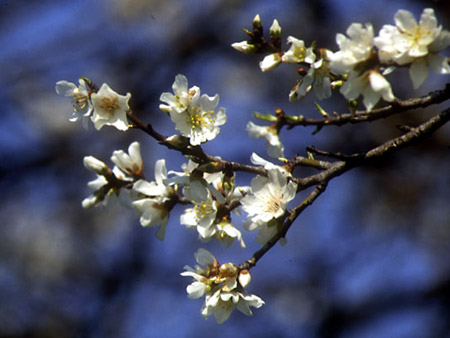 Mandorli fioriti in primavera