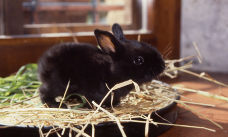 Danton, un coniglio in casa