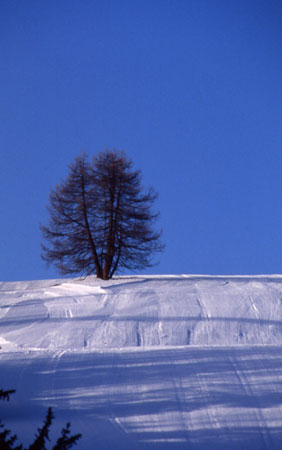 L'albero delle nevi