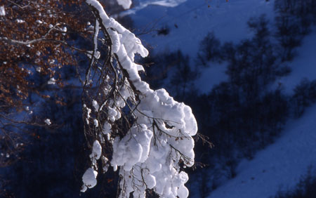 Un grappolo di neve