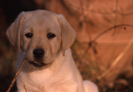 Penny, quando era ancora un cucciolo Penny, quando era ancora un cucciolo