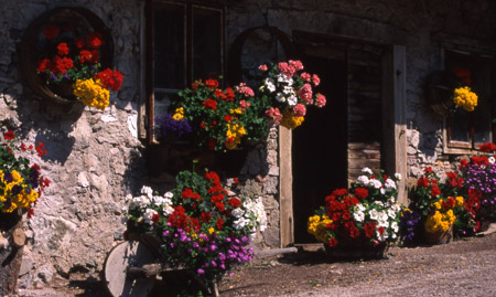 Fienile pieno di gerani