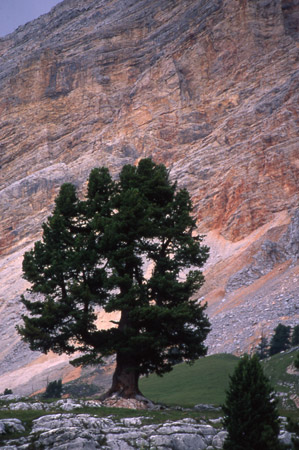 Alberi in alta quota