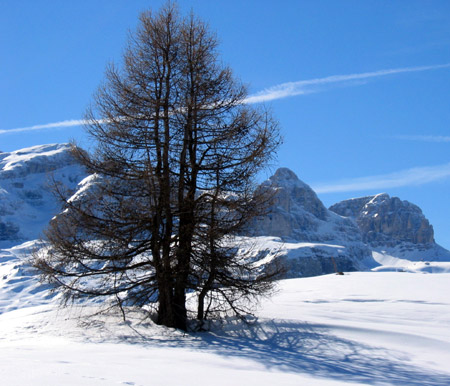 Alberi in quota