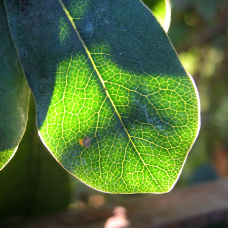 Foglia in controluce