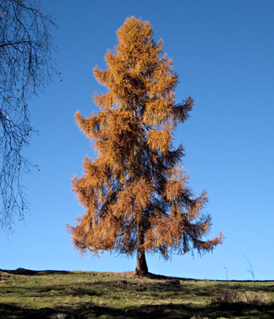 Un larice alla fine dell'autunno