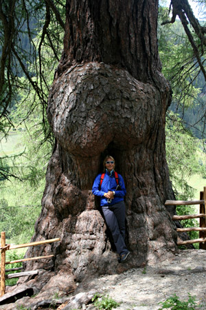 Larici millenari in Val d'Ultimo